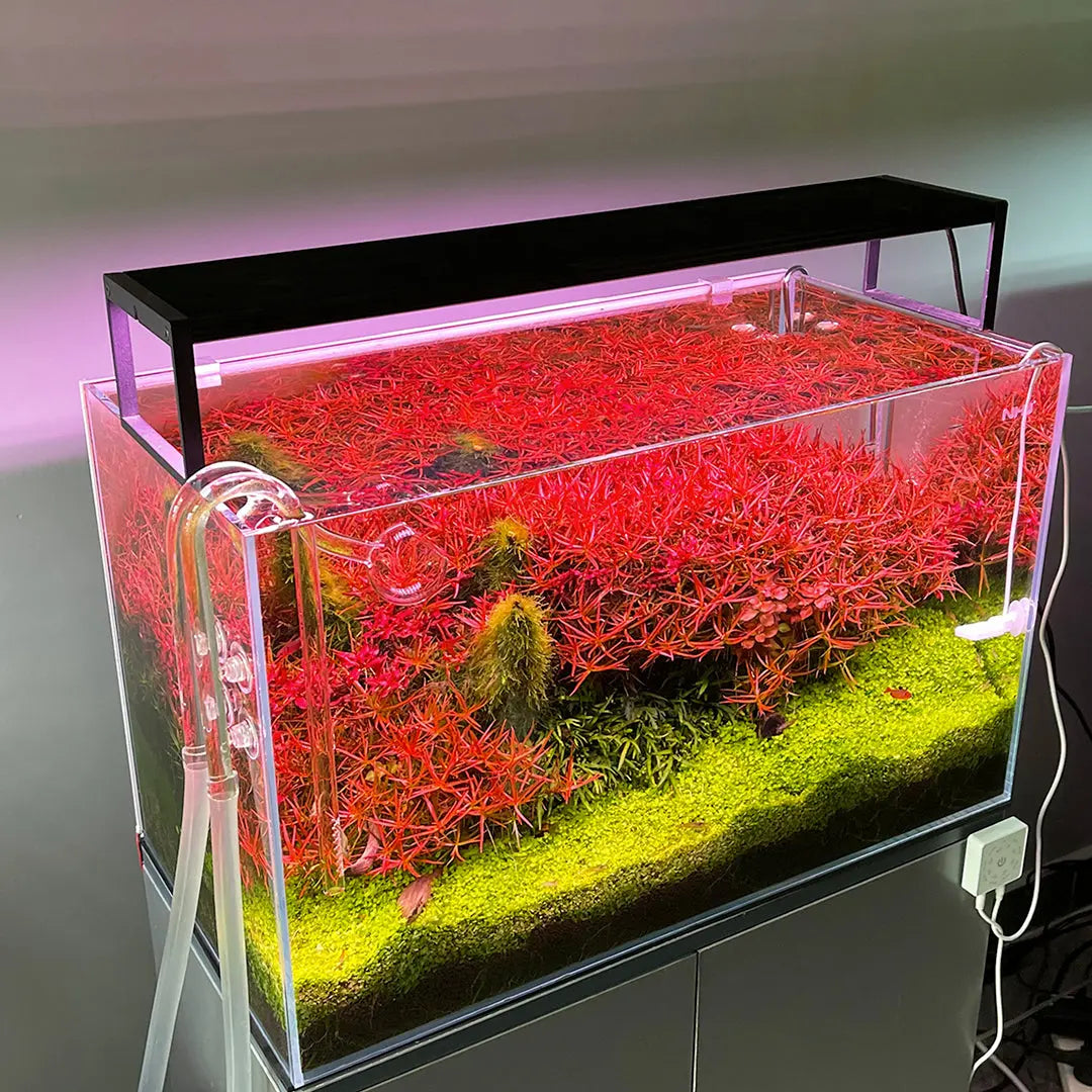 Chihiros WRGB II Slim – Benny's Aquarium Chihiros WRGB II Slim – Benny's Aquarium