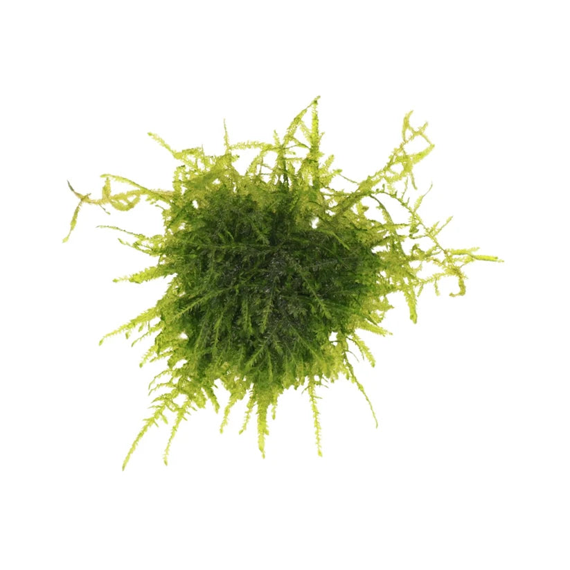 Peacock Moss
