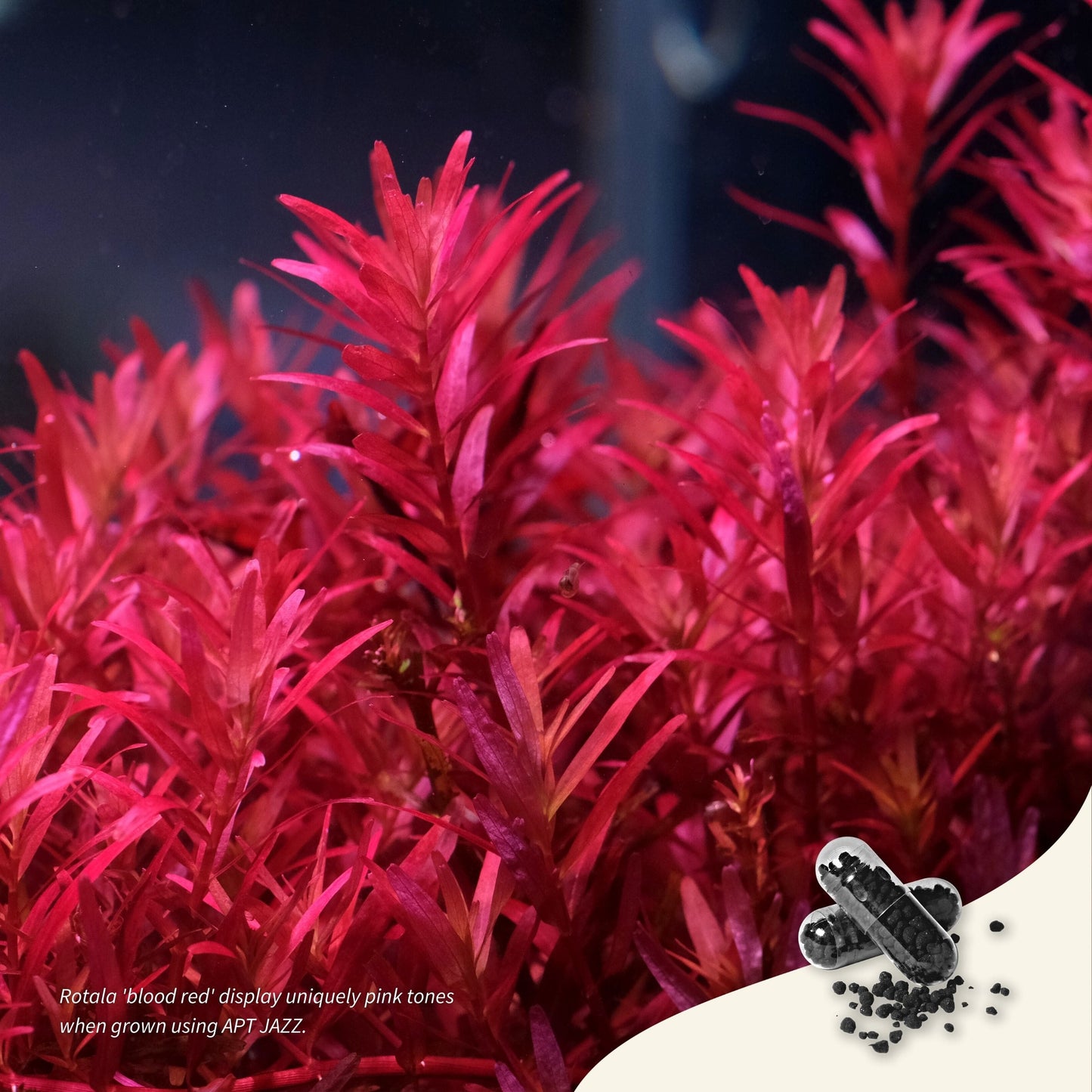 The 2Hr Aquarist APT Jazz