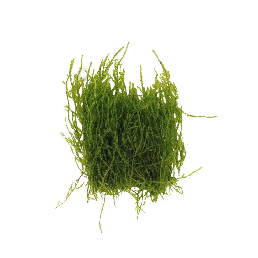 Flame Moss