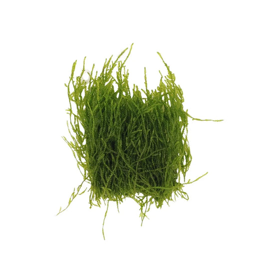 Flame Moss